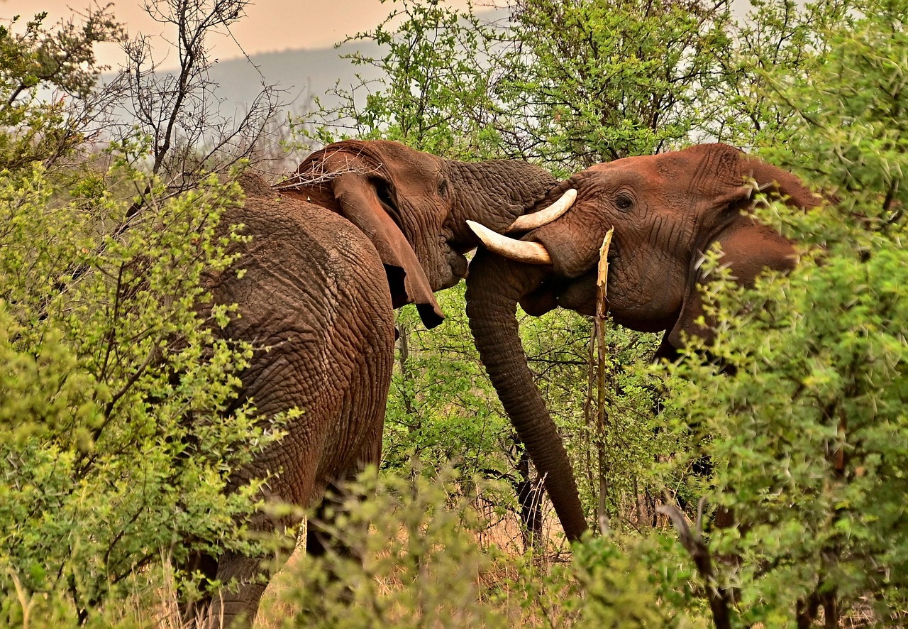 Best Lodges in Amboseli 2026: Where to Stay for the Ultimate Kenya Safari
