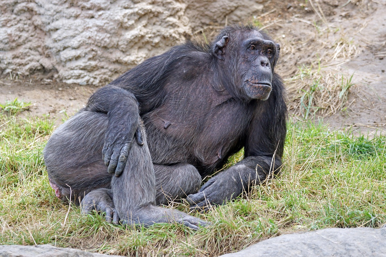 Chimpanzee Trekking at Ol Pejeta: Complete Sweetwaters Chimpanzee Sanctuary Guide for 2026