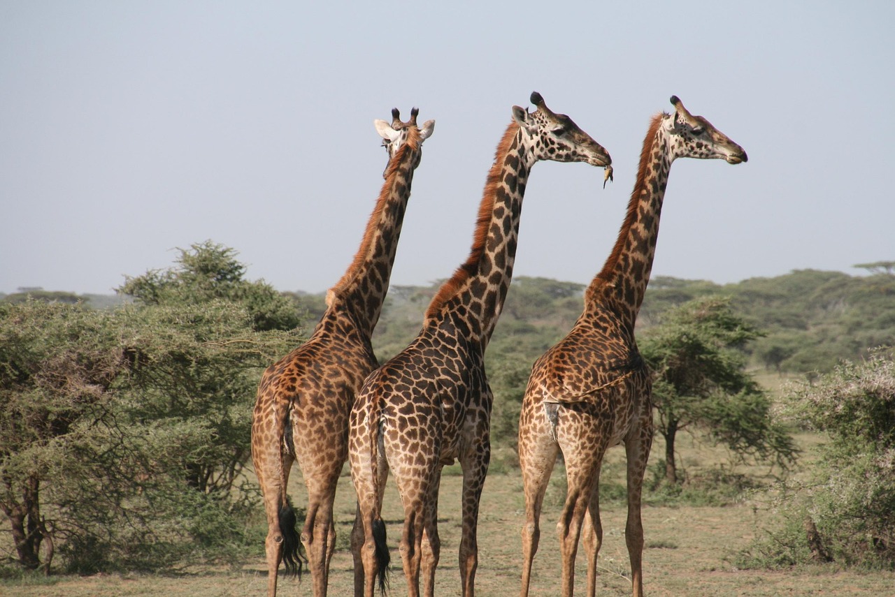 Best Time to Visit Tsavo National Park: Complete Month-by-Month Safari Guide for 2026