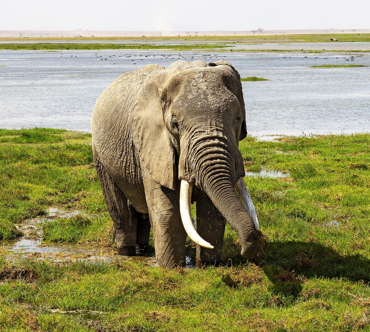 Amboseli Safari From Nairobi: Complete Travel Guide for 2026