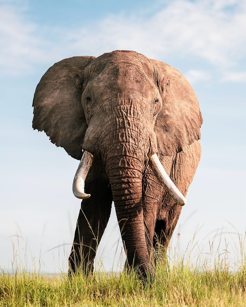8-Day Kenya Wildlife Photography Safari
