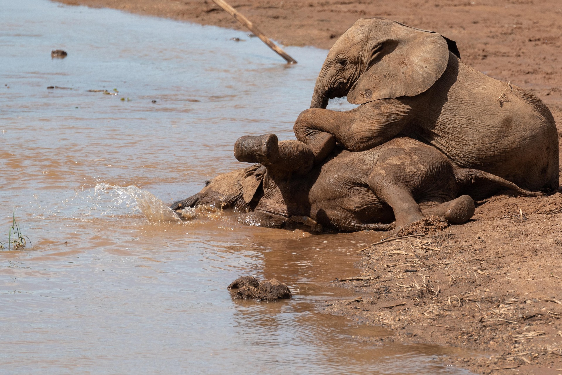 Samburu vs Masai Mara Safari: Which Kenya Safari Destination Is Better?